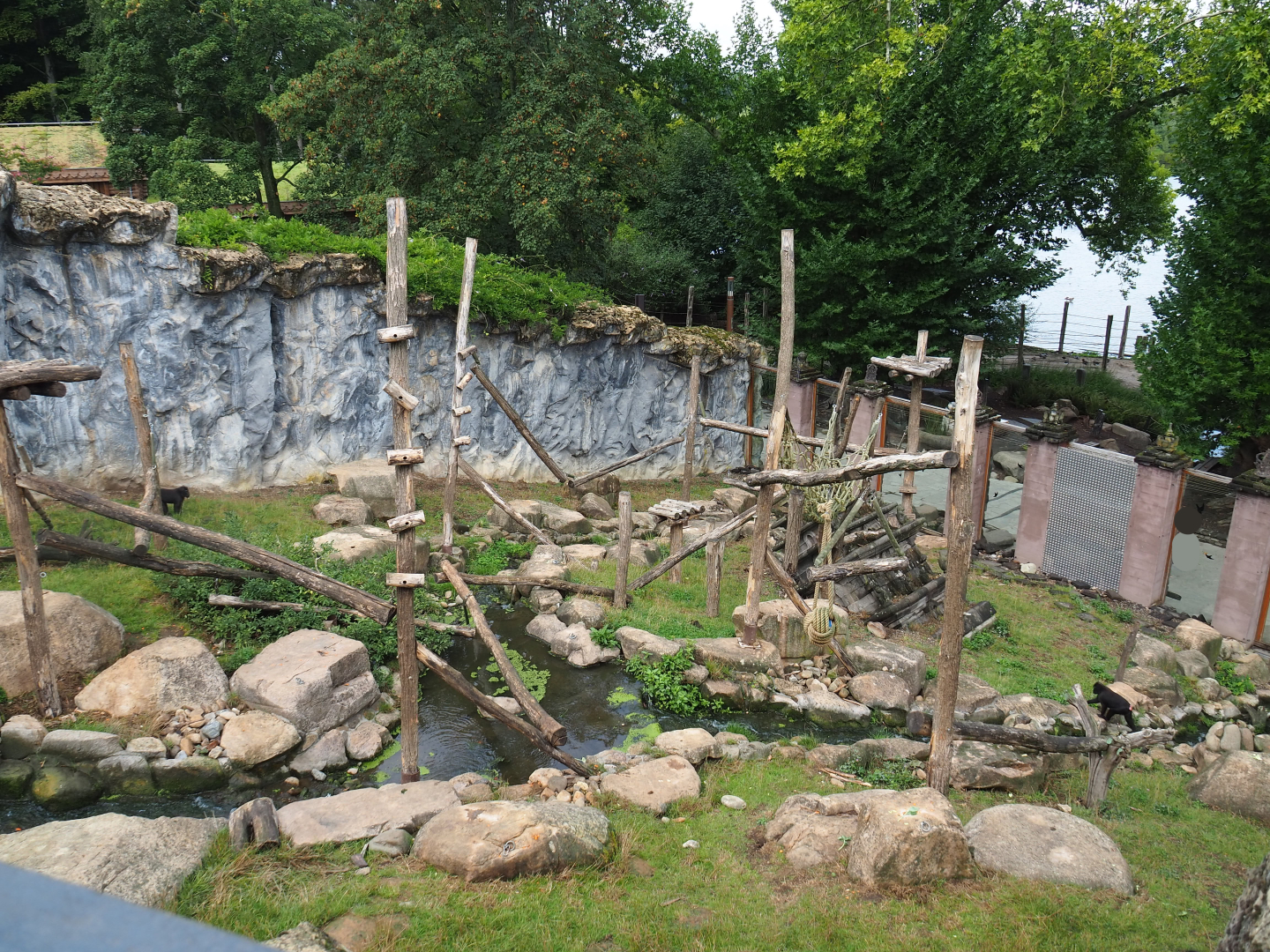 Sulawesi black crested macaque exhibit, 2022-09-15