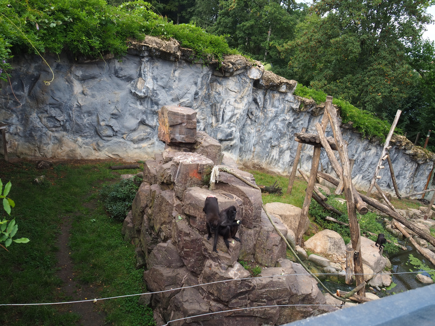 Sulawesi black crested macaque exhibit, 2022-09-15