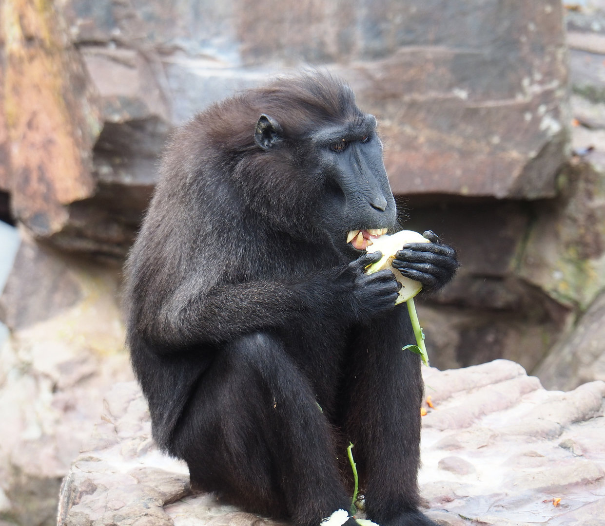 Sulawesi black crested macaque (Macaca nigra), 2022-09-15