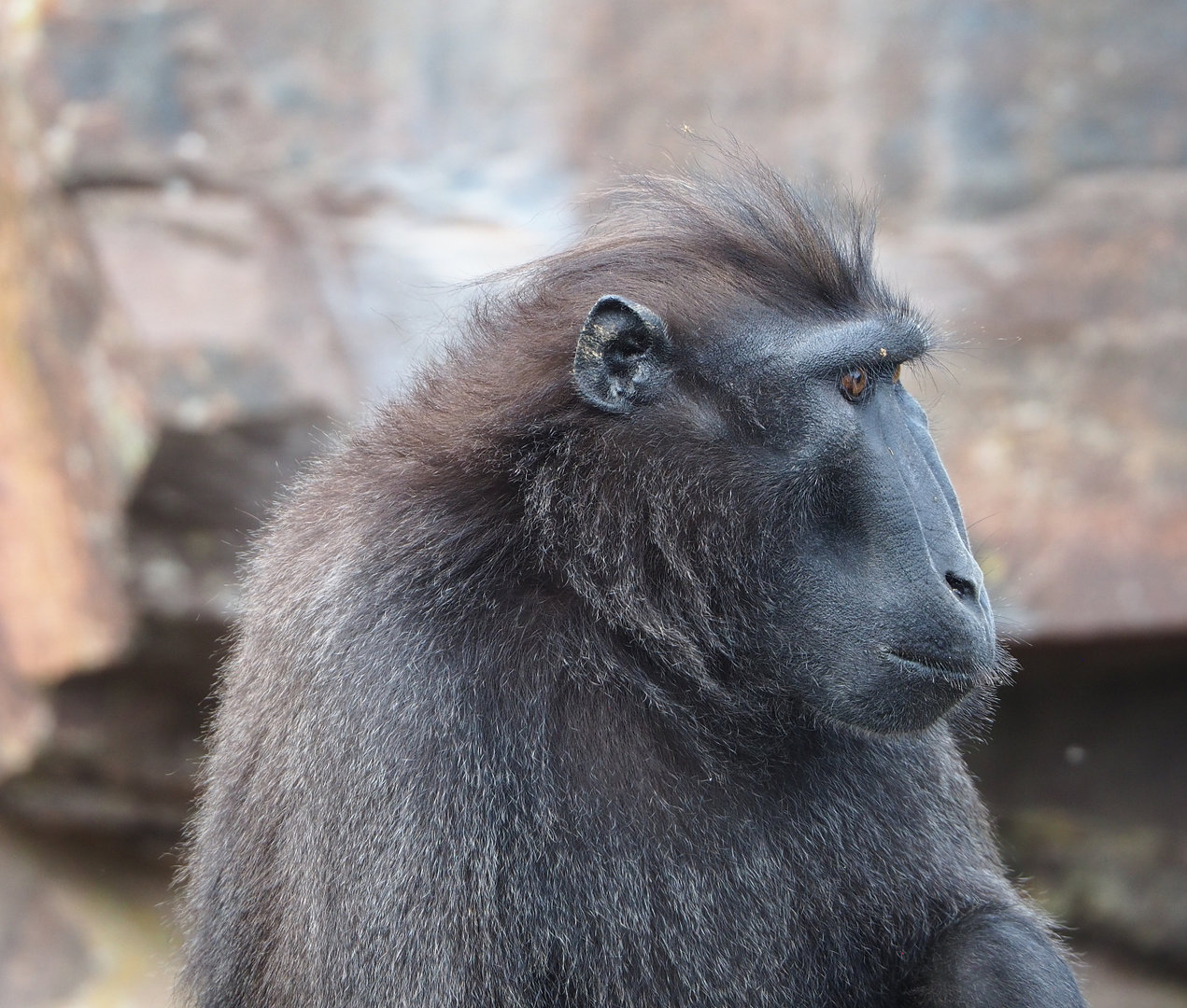Sulawesi black crested macaque (Macaca nigra), 2022-09-15