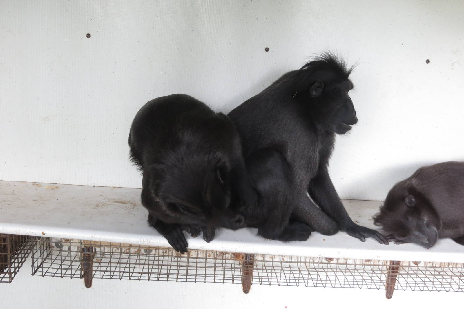 Sulawesi Black Crested Macaques 060515