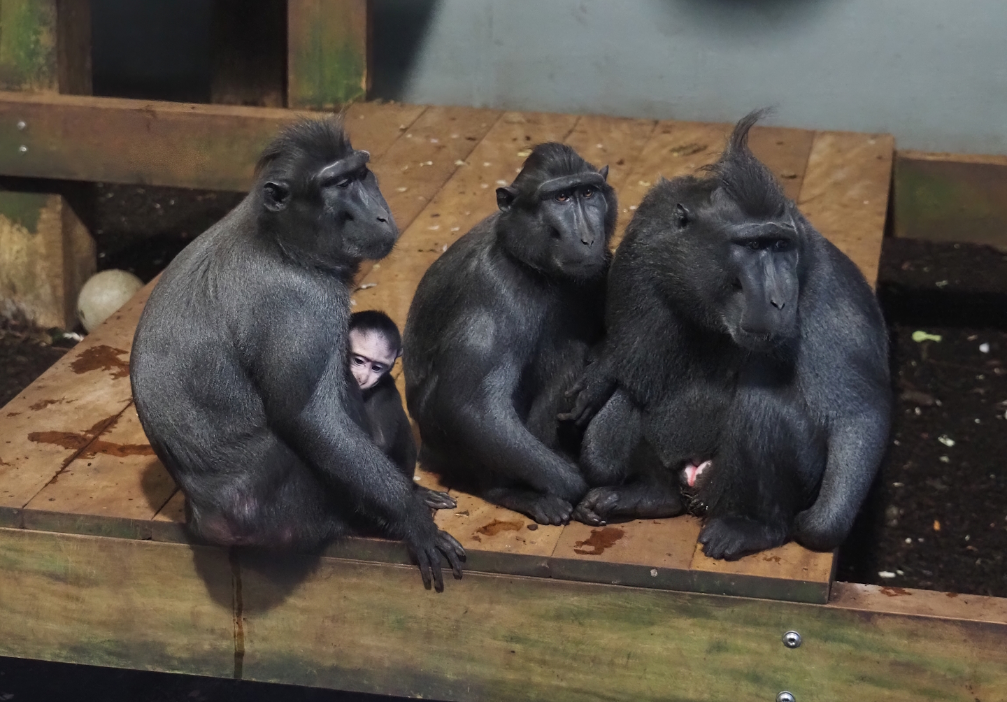 Sulawesi black crested macaques (Macaca nigra), 2024-12-29