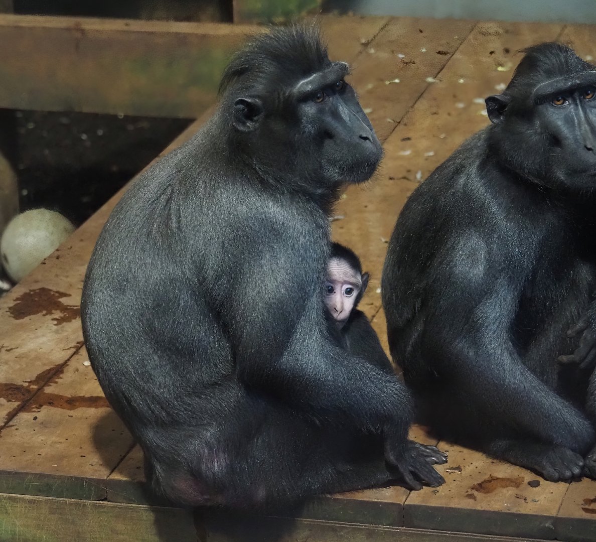 Sulawesi black crested macaques (Macaca nigra), 2024-12-29