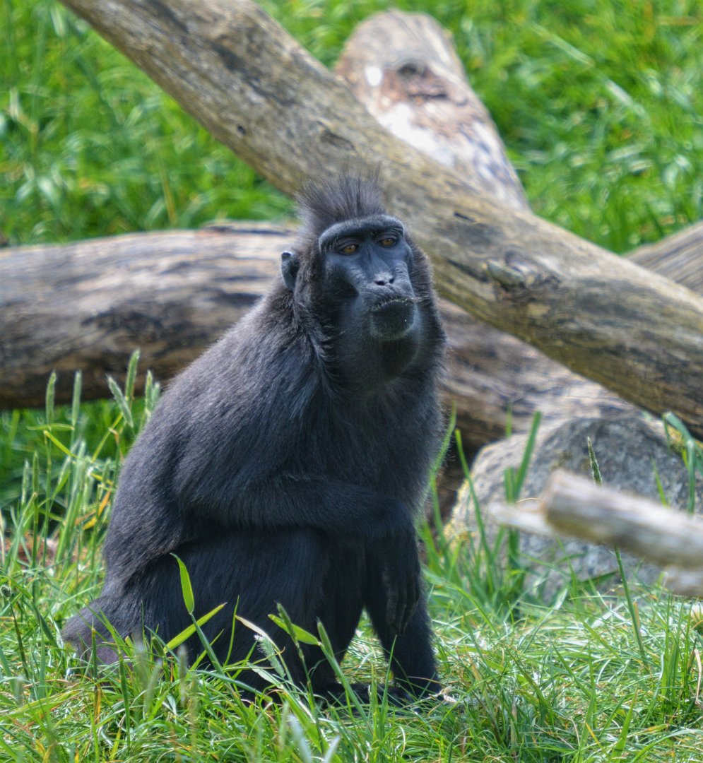 Sulawesi black macaque