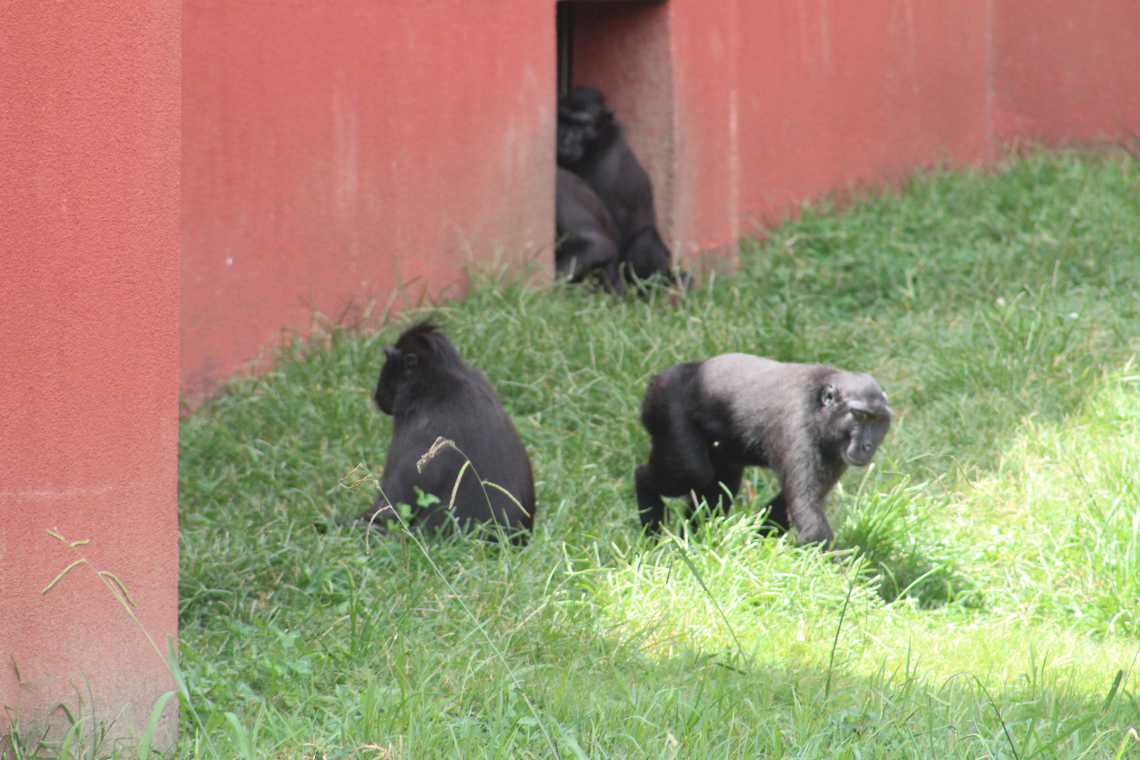 Sulawesi black macaque