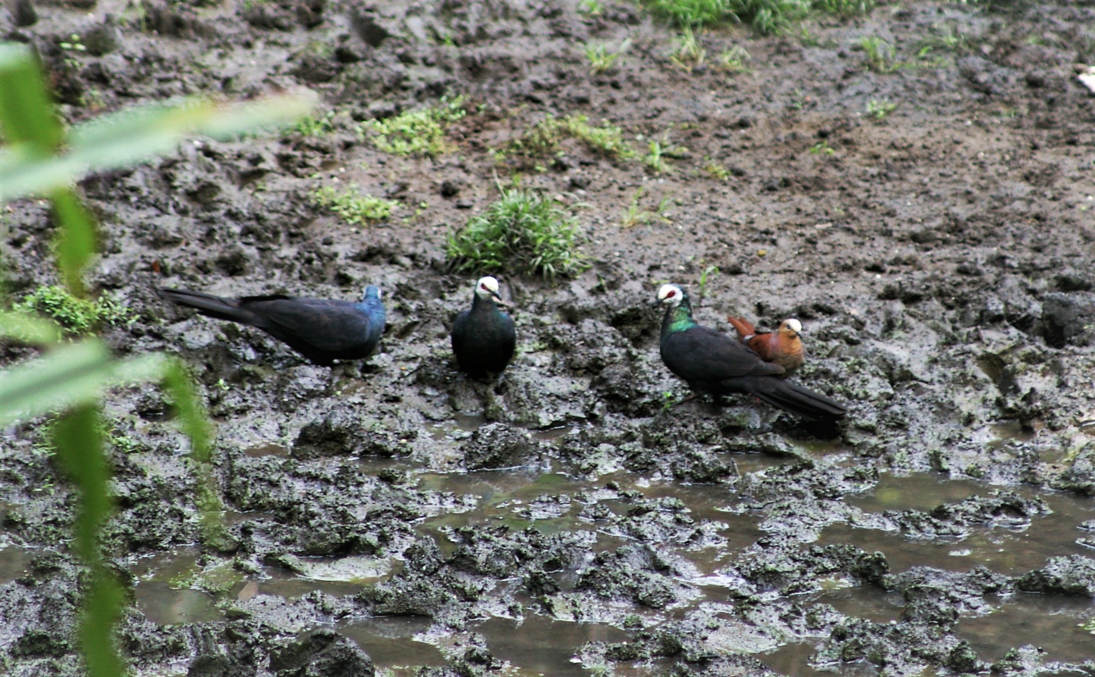 Sulawesi Black Pigeons and Brown Cuckoo-Dove