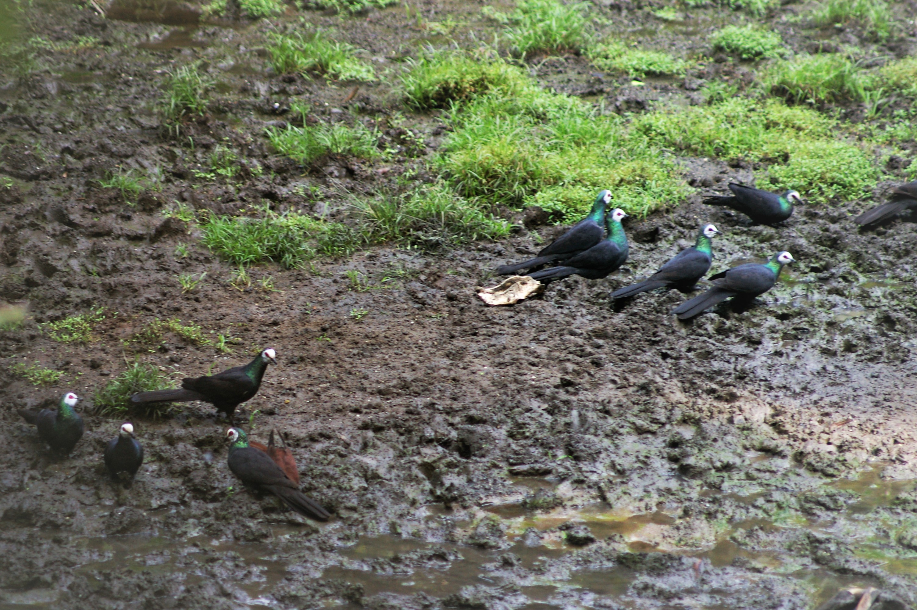 Sulawesi Black Pigeons (Turacoena manadensis)