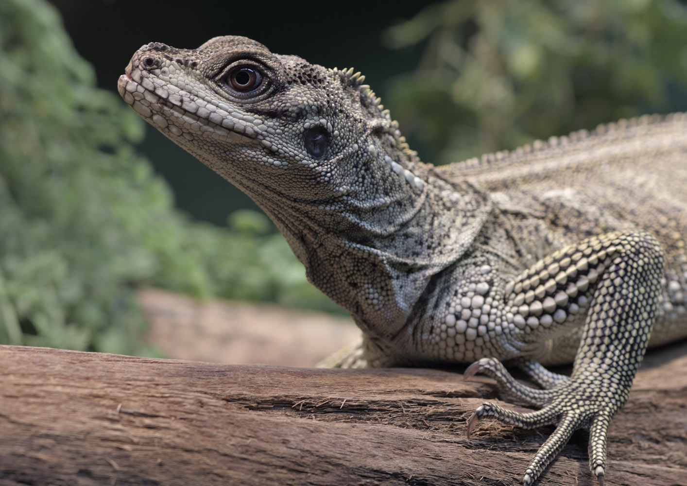 Sulawesi black sailfin dragon, female?