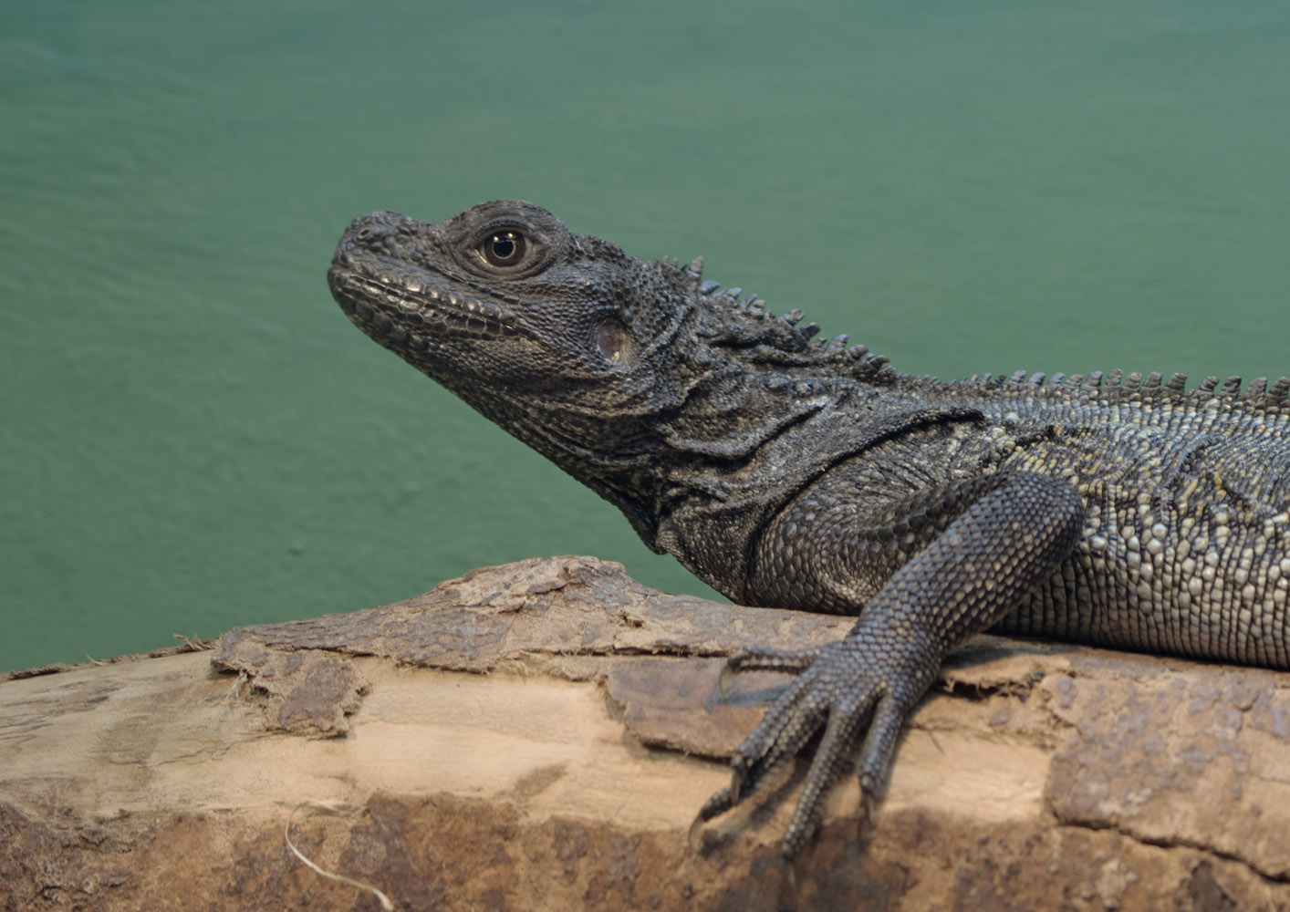 Sulawesi black sailfin dragon, male?