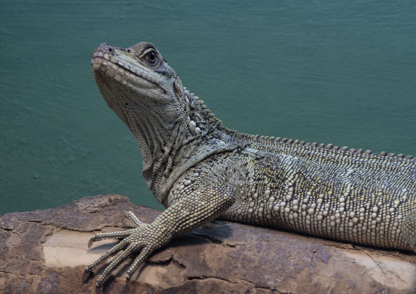 Sulawesi black sailfin dragon