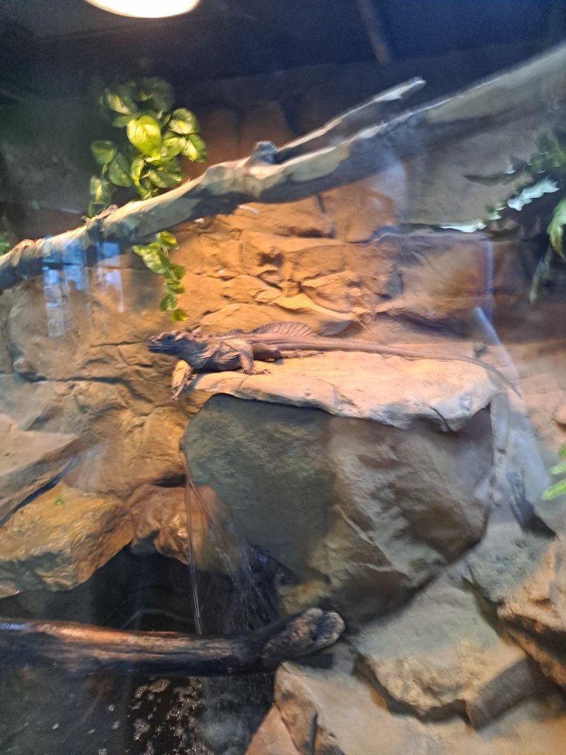 Sulawesi Black Sailfin Lizard (4/19/25)