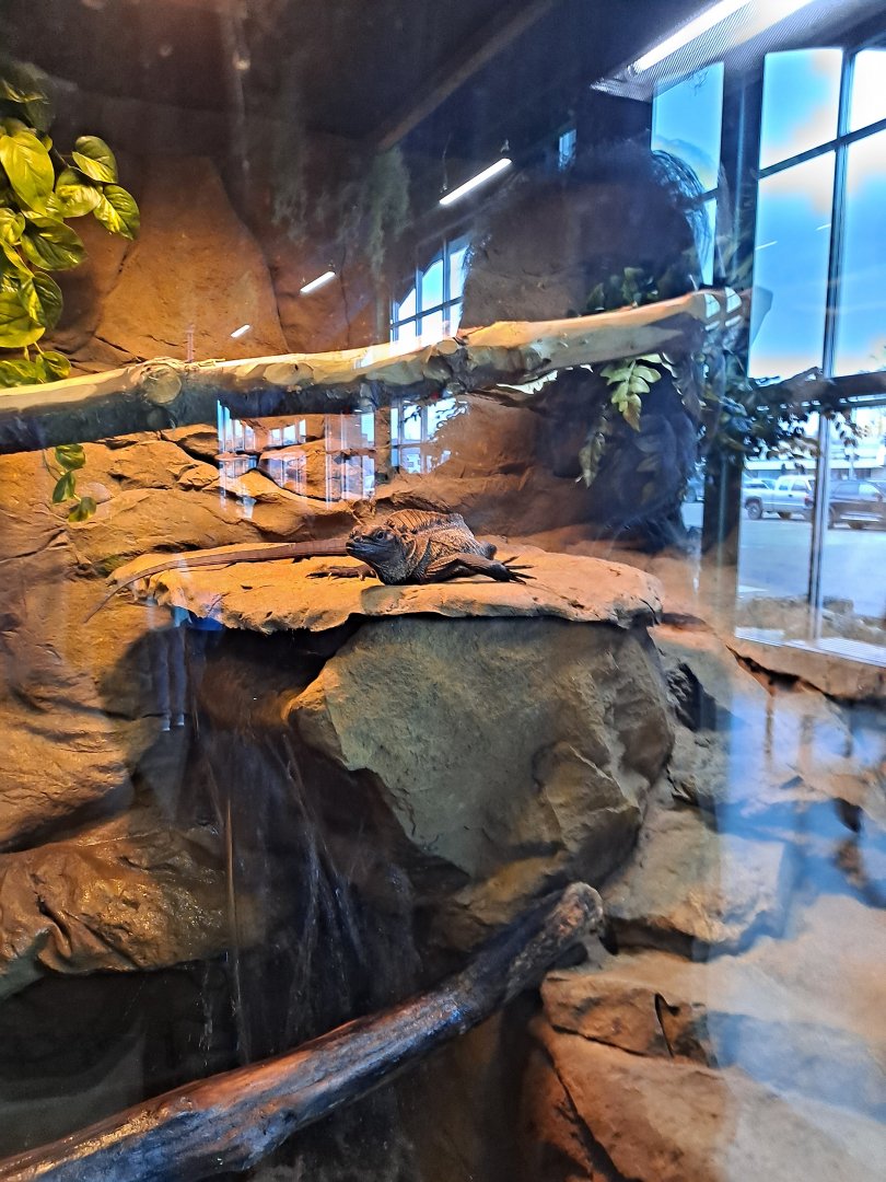 Sulawesi Black Sailfin Lizard (4/19/25)