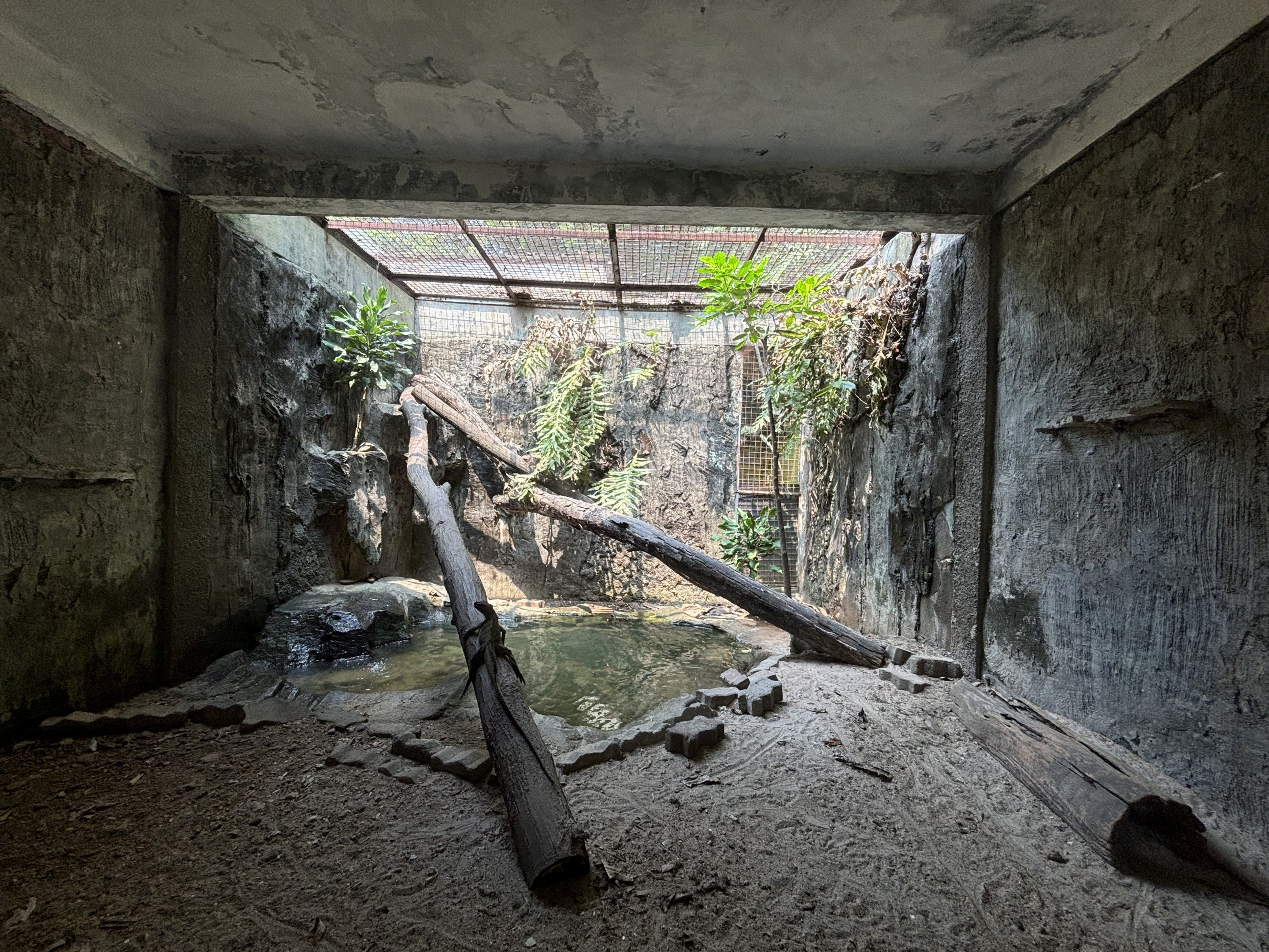 Sulawesi Black Sailfin Lizard + Blue-tongued Skink Exhibit