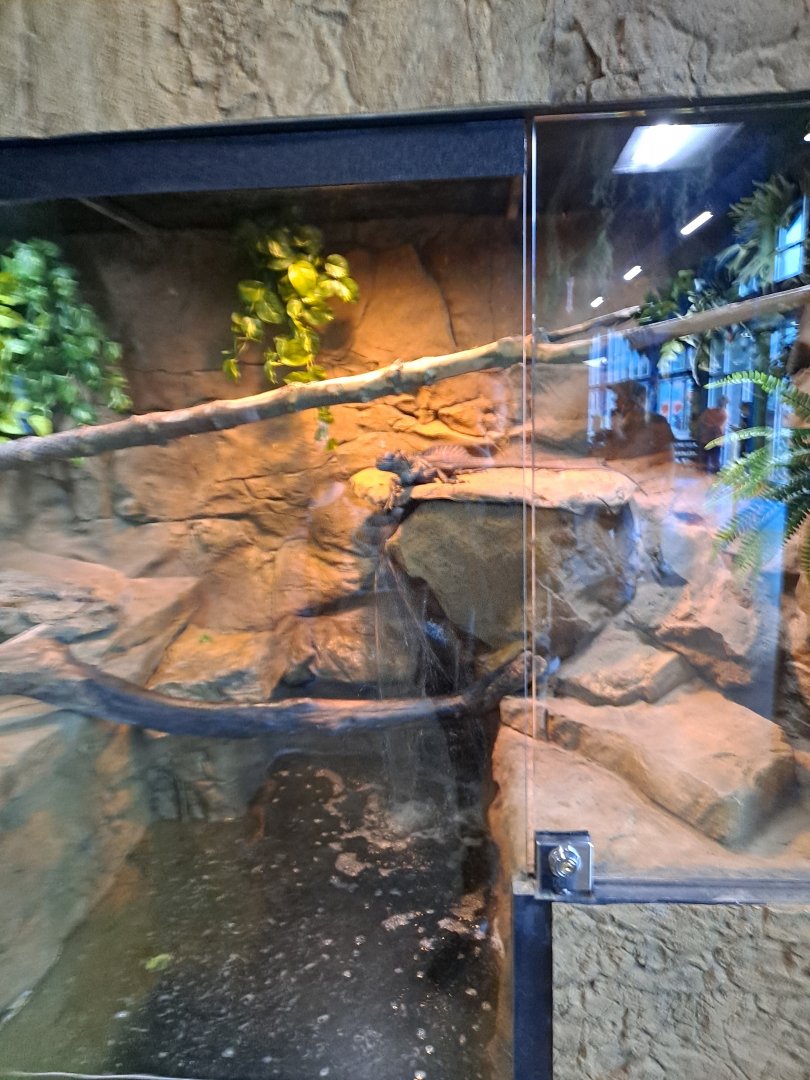 Sulawesi Black Sailfin Lizard Exhibit (4/19/25)