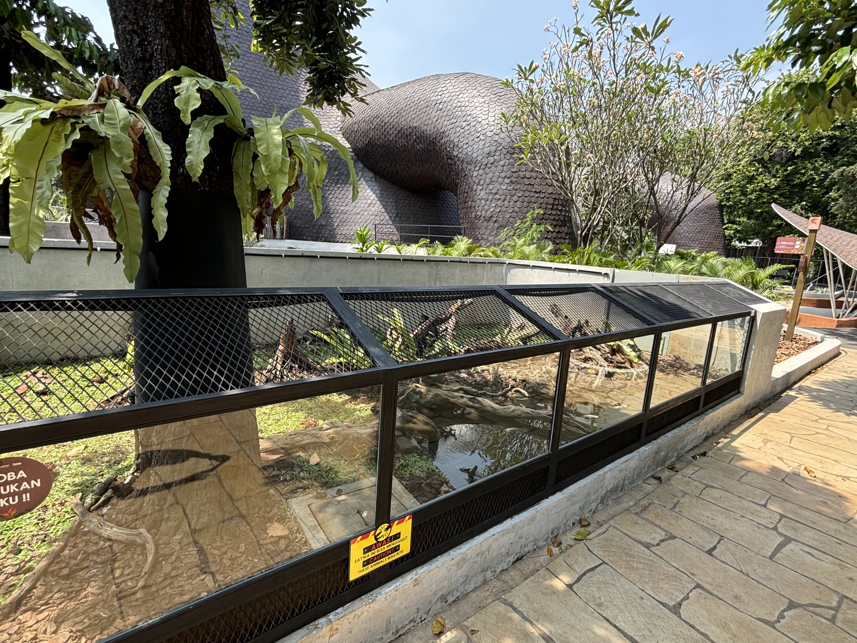 Sulawesi Black Sailfin Lizard Exhibit