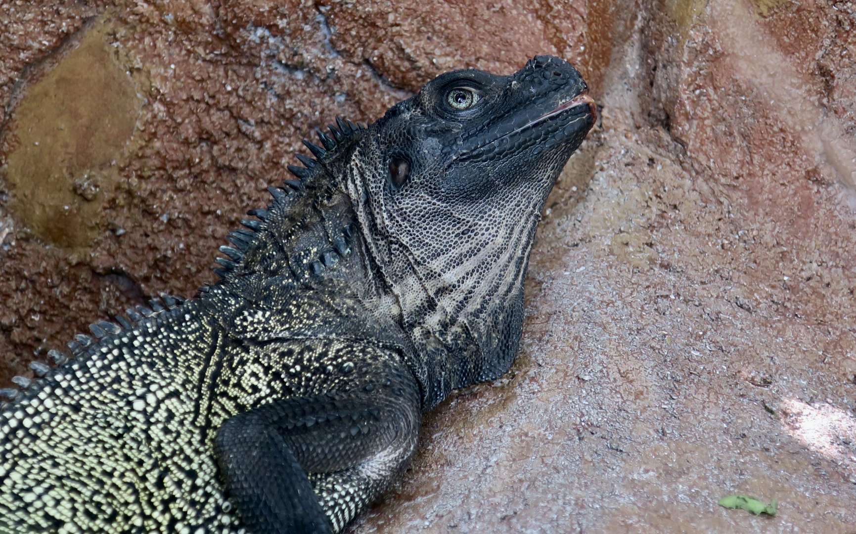 Sulawesi Black Sailfin Lizard (Hydrosaurus celebensis) - male