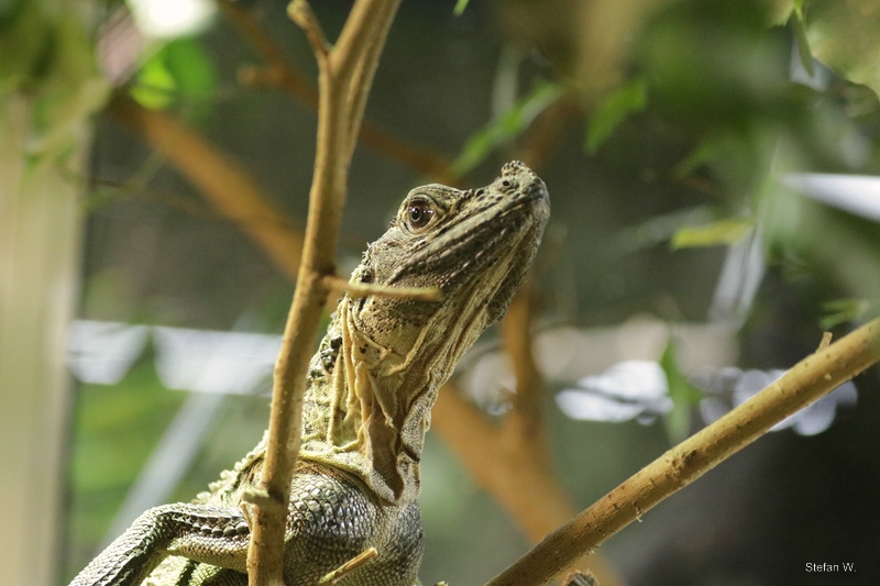 Sulawesi black sailfin lizard (Hydrosaurus celebensis)