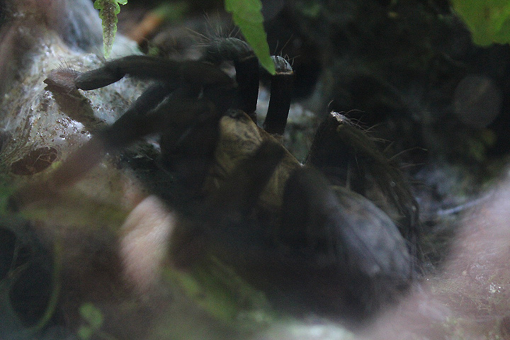 Sulawesi black tarantula (Selenocosminae sp. 'therindo') - Animalium BRIN