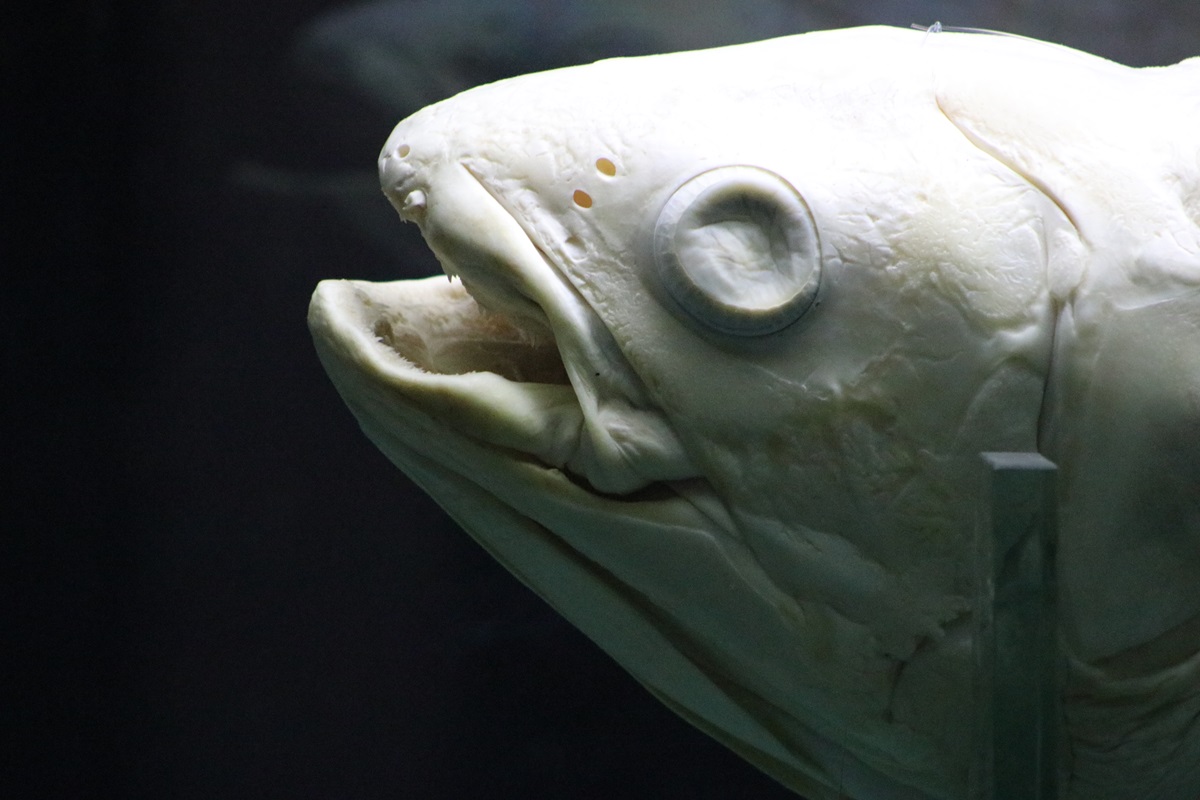 Sulawesi Coelacanth (Latimeria menadoensis)