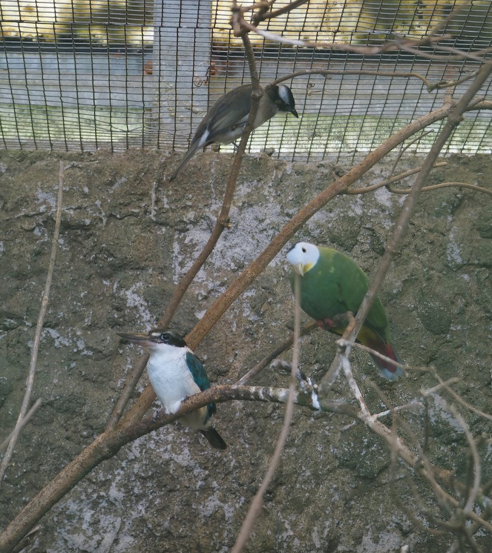 Sulawesi collared kingfisher, Black-naped fruit-dove and Light-vented bulbul, 2024-05-23