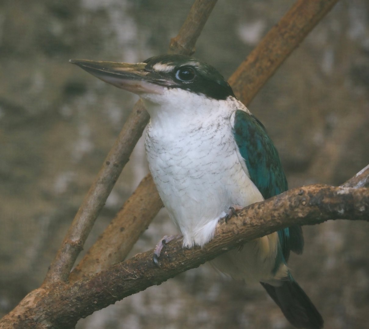 Sulawesi Collared kingfisher (Todiramphus chloris chloris), 2024-05-23
