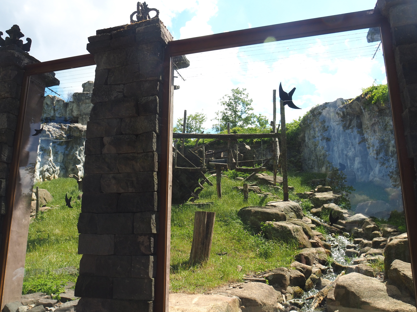 Sulawesi crested black macaque exhibit, 2022-06-28