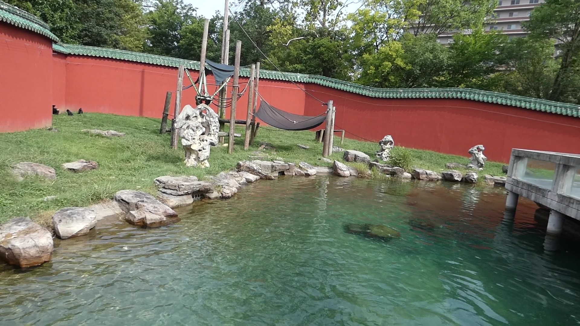 Sulawesi Crested Black Macaque Exhibit, China, Aug. 2020