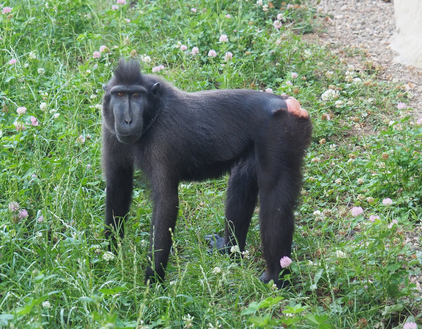 Sulawesi crested black macaque (Macaca nigra), 2022-06-28