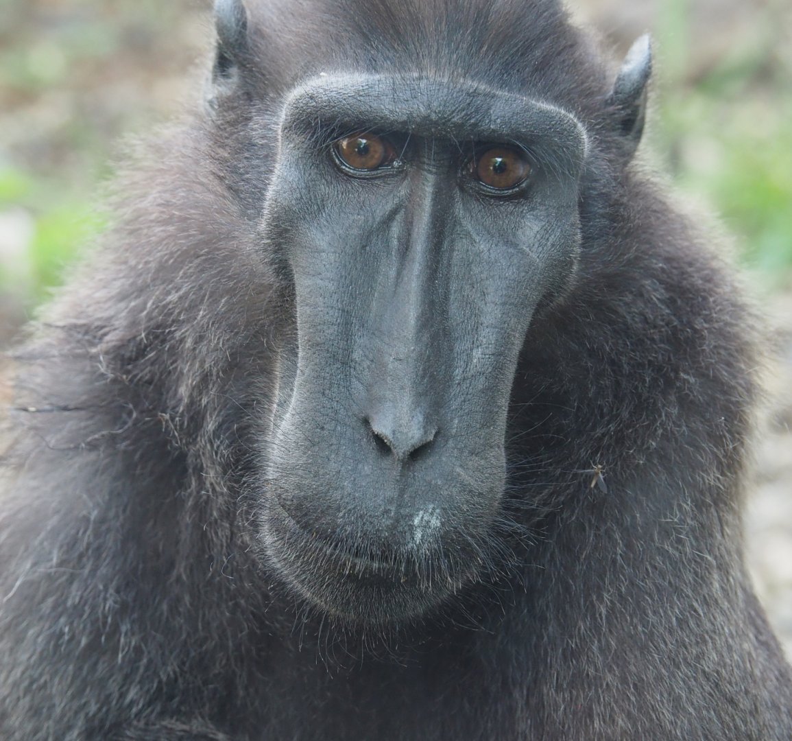 Sulawesi crested black macaque (Macaca nigra), 2022-06-28