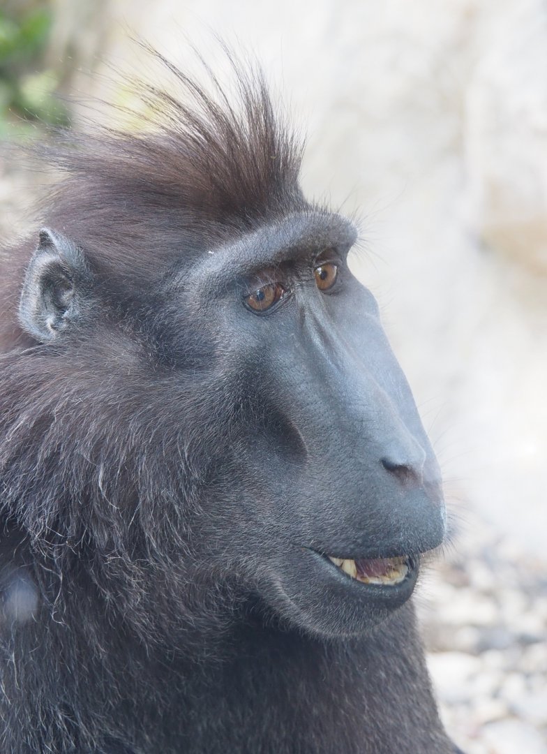 Sulawesi crested black macaque (Macaca nigra), 2022-06-28