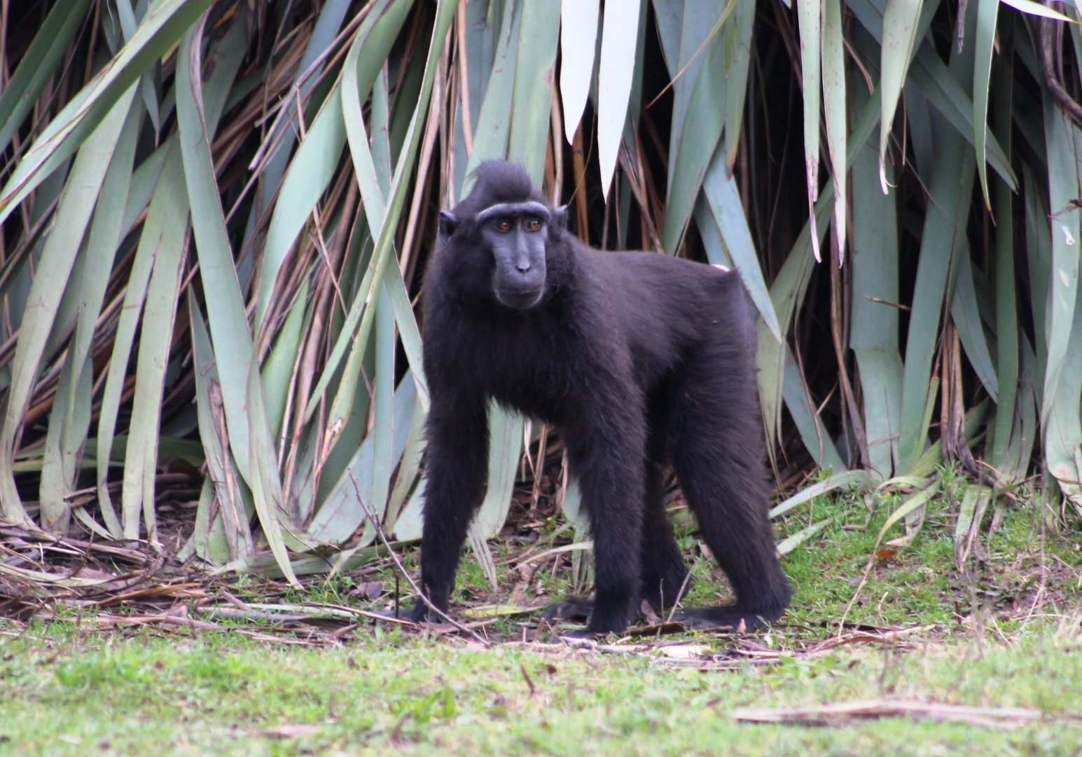 Sulawesi crested black macaque (Macaca nigra); 30th December 2018