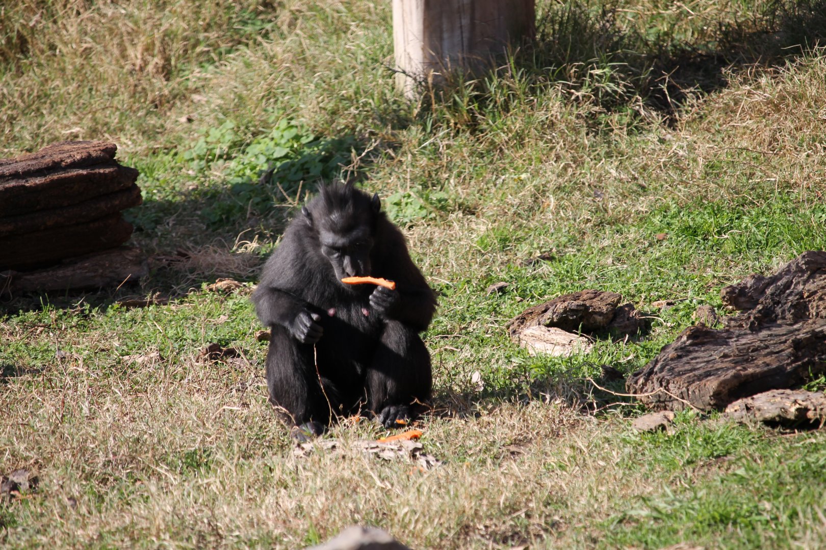 Sulawesi Crested Black Macaque (Macaca nigra)