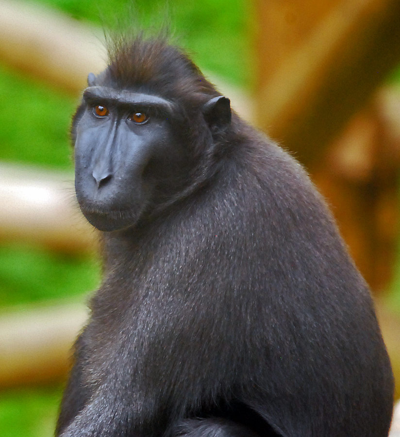 Sulawesi Crested Black Macaque