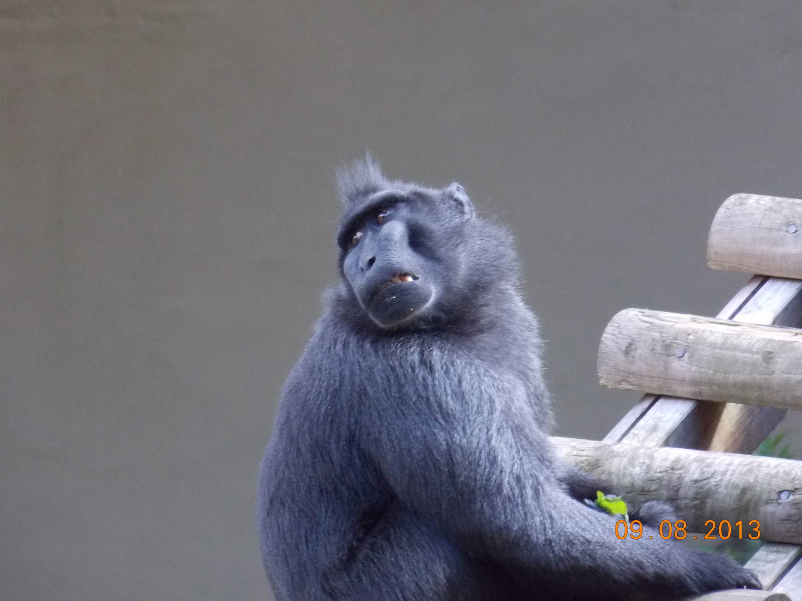 Sulawesi Crested Black Macaque