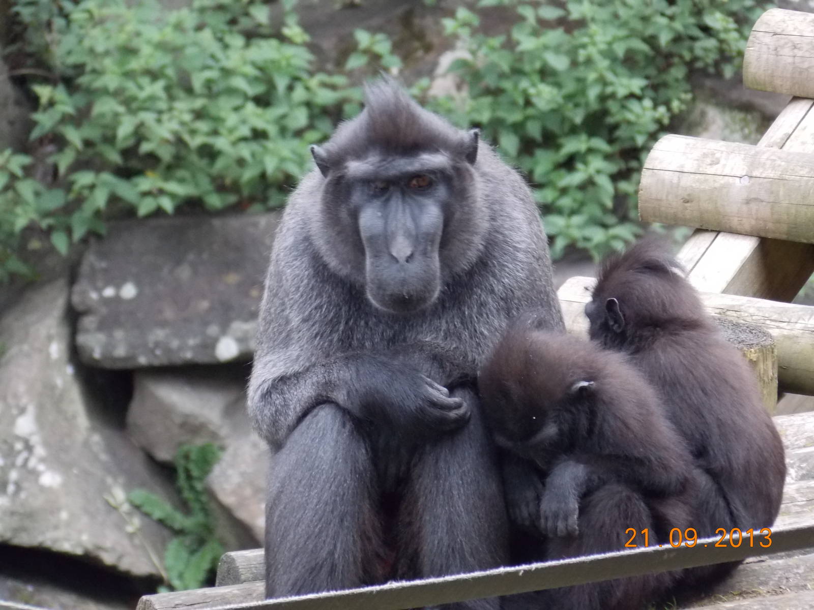 Sulawesi Crested Black Macaque