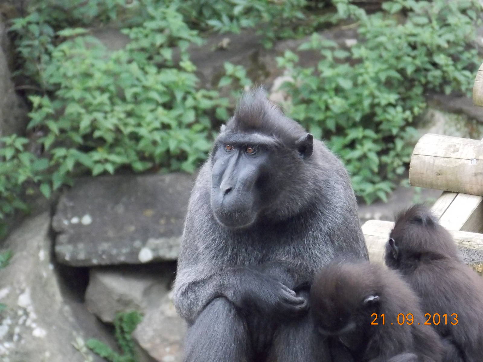 Sulawesi Crested Black Macaque