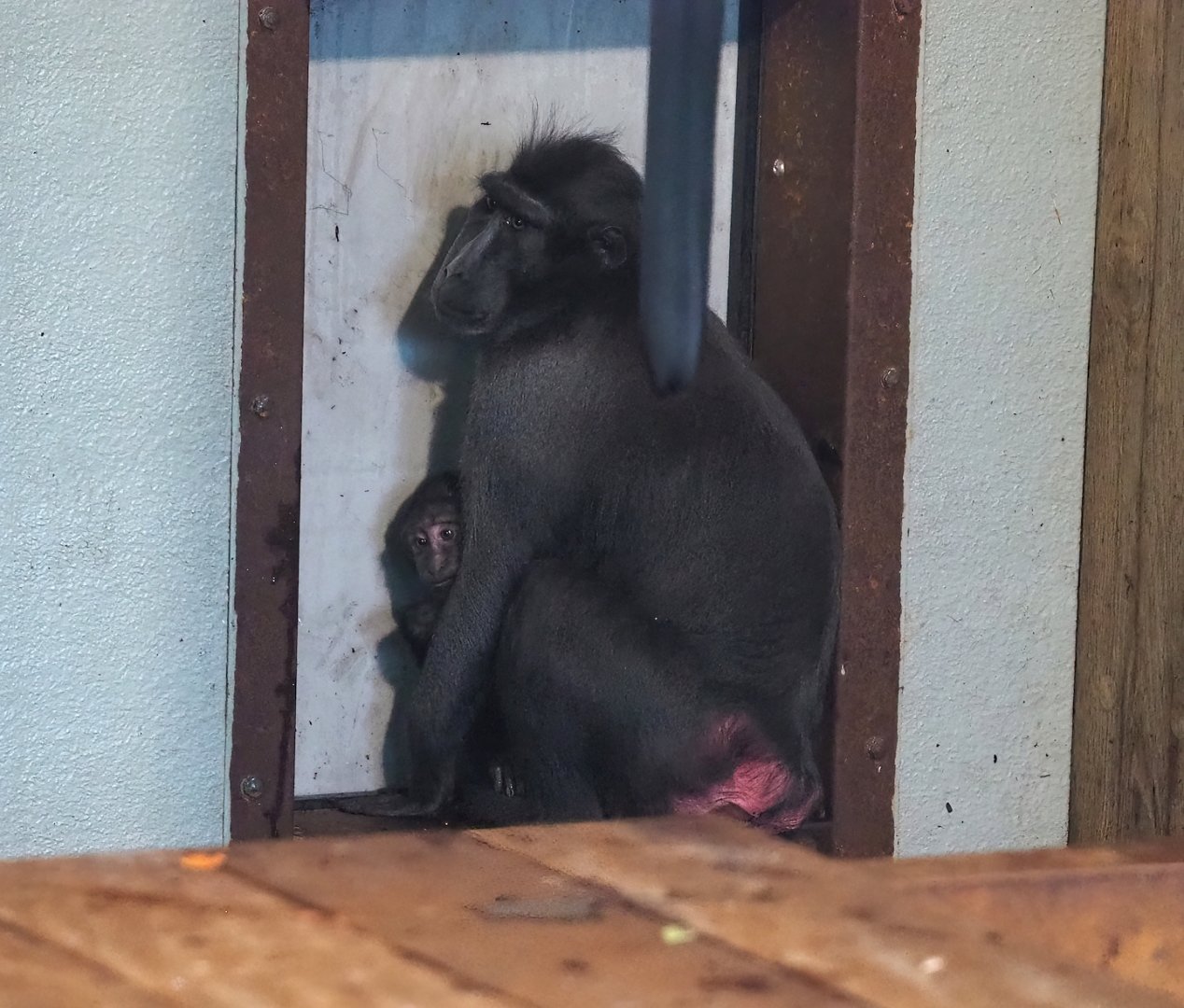 Sulawesi crested black macaques (Macaca nigra), 2023-10-04
