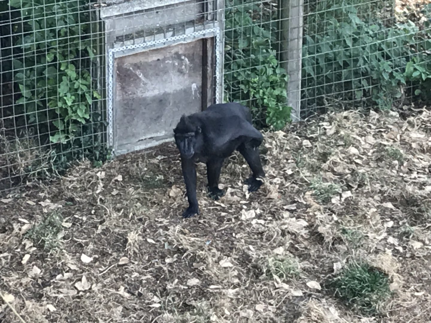 Sulawesi crested macaque 070818