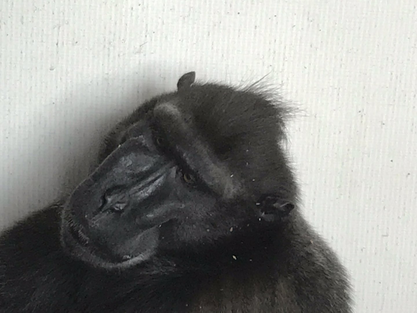 Sulawesi crested macaque 070818