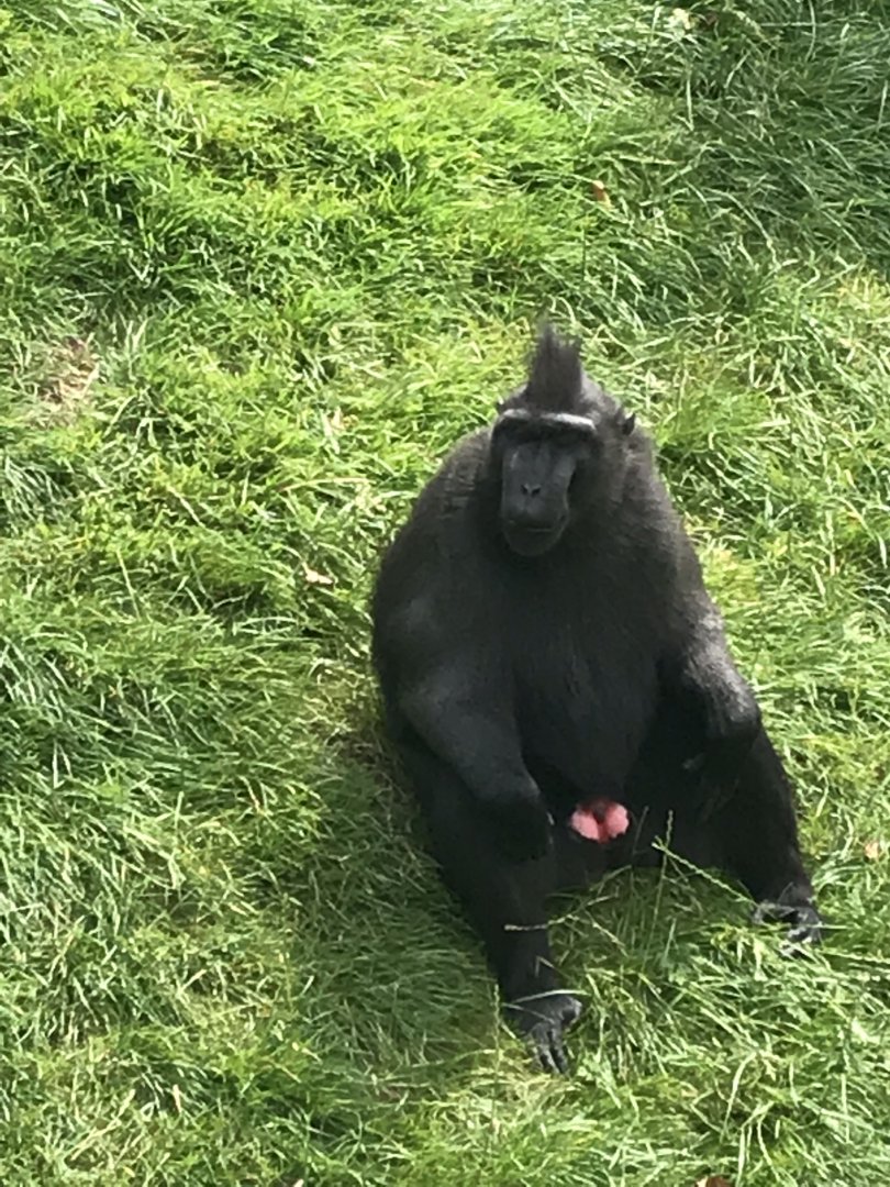 Sulawesi Crested macaque 070819