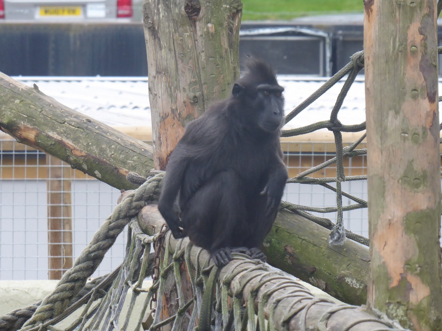 Sulawesi crested macaque 081018