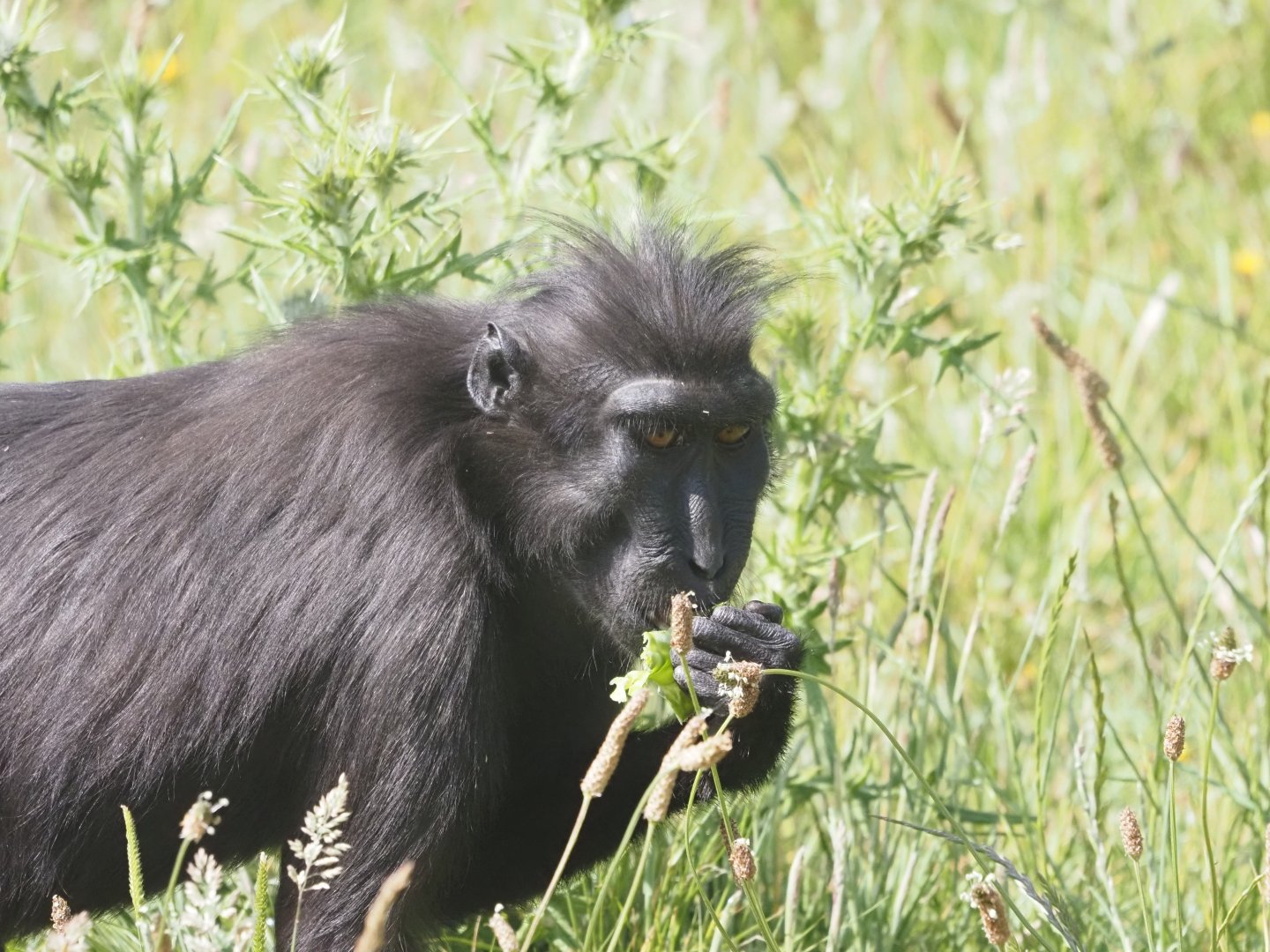 Sulawesi Crested Macaque 1