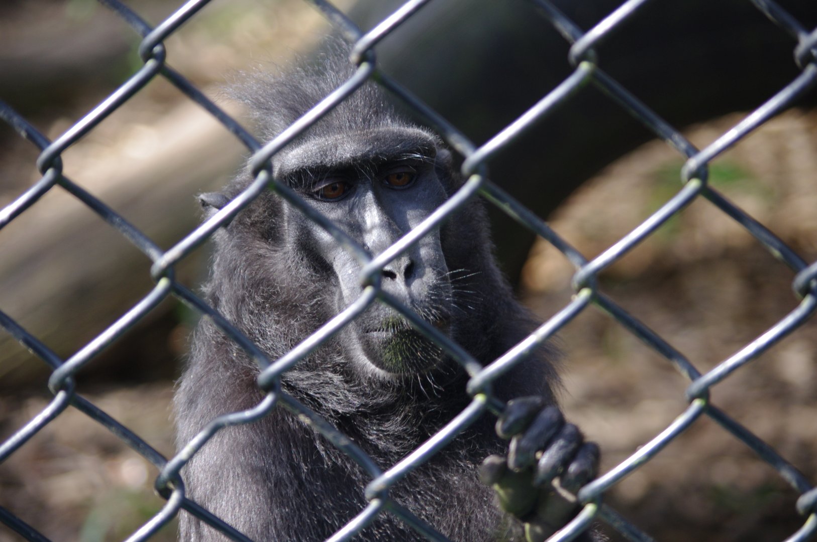 Sulawesi Crested Macaque- 12/4/2024