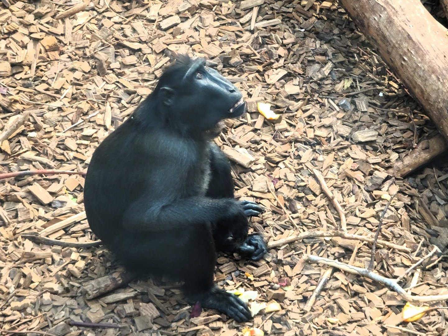 Sulawesi crested macaque 13 September 2025