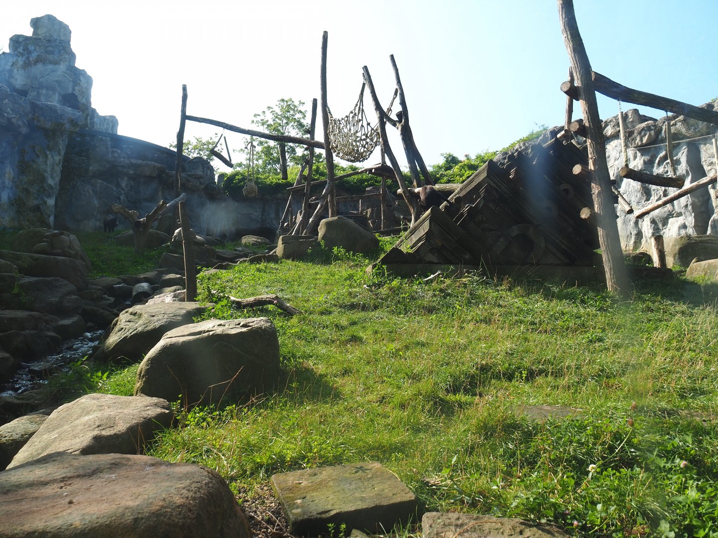 Sulawesi crested macaque, 2021-09-02