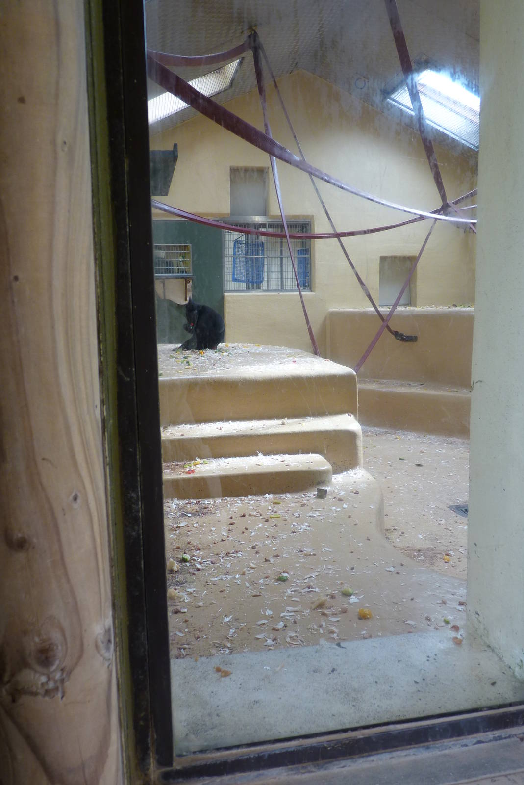 Sulawesi Crested Macaque, April 2013