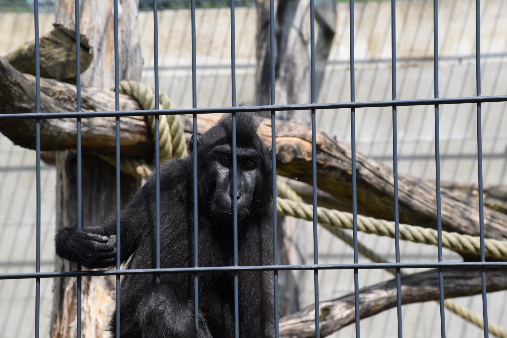 Sulawesi crested macaque - Artenschutzzentrum Grasleben