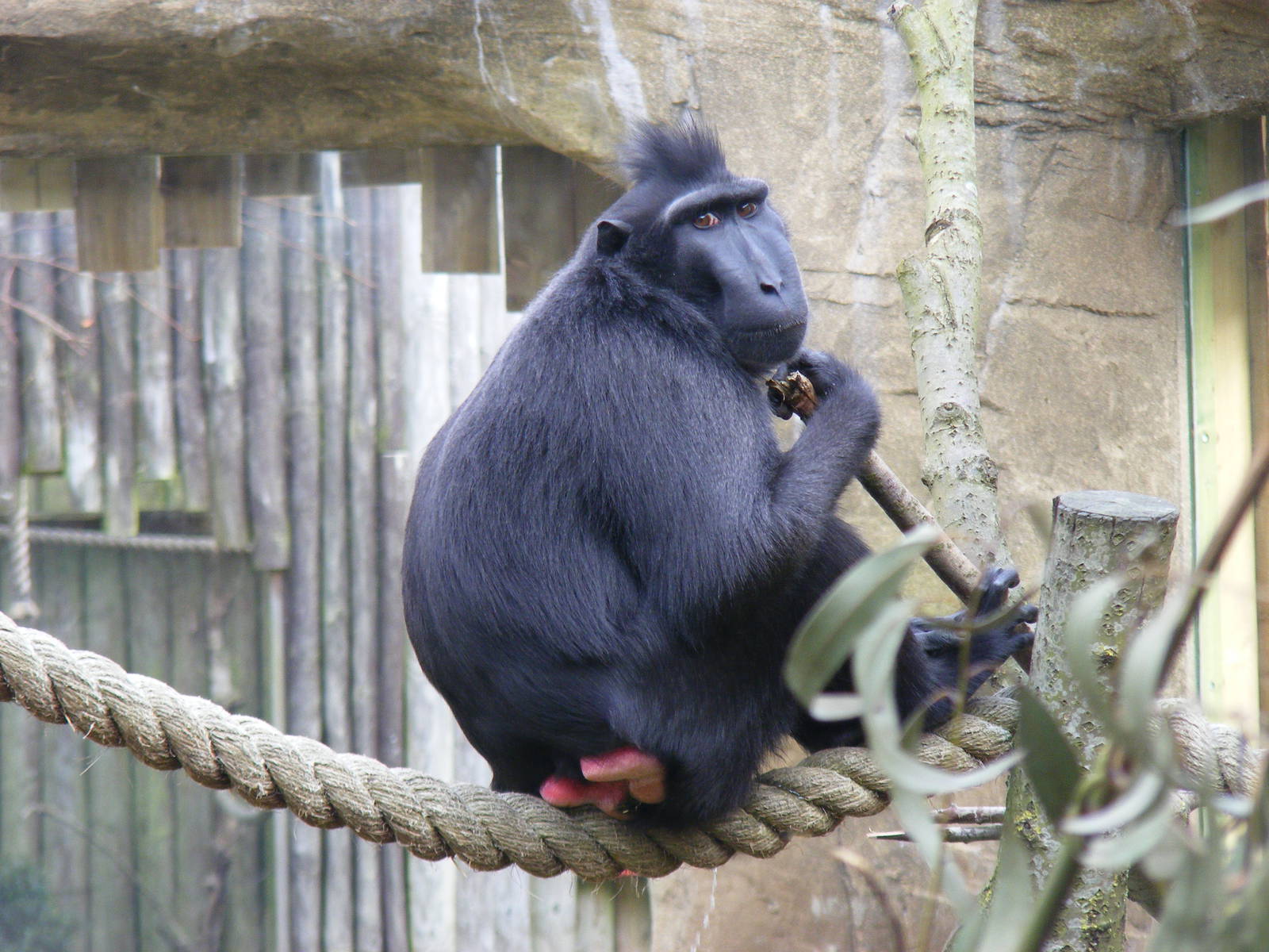 Sulawesi crested macaque at Drusillas Park, 20 March 2011