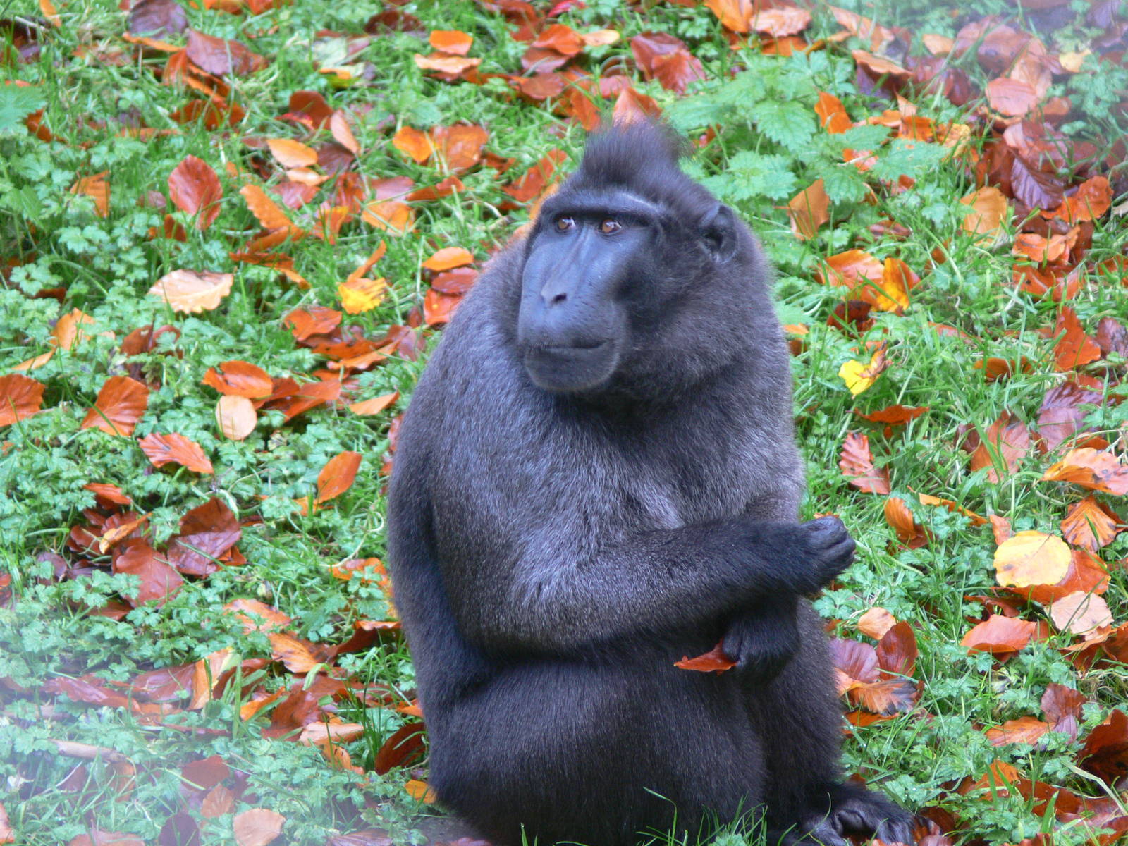 Sulawesi Crested Macaque at Dudley, 02/11/13