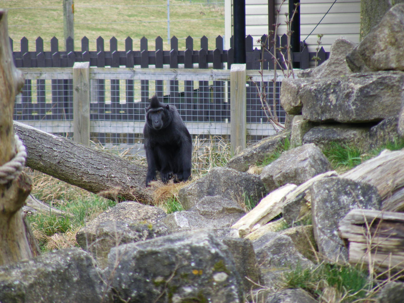 Sulawesi crested macaque at Marwell Wildlife, 21 March 2010